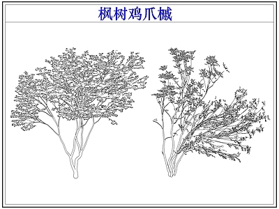 灌木种植 灌木红枫树鸡爪槭