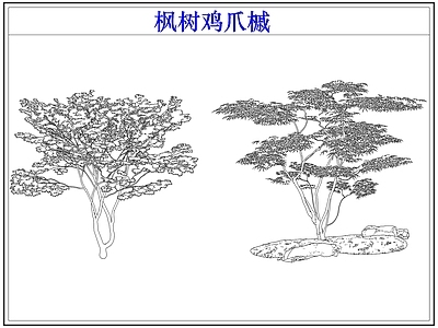 灌木种植 灌木红枫树鸡爪槭