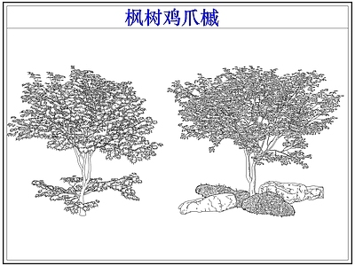 灌木种植 灌木红枫树鸡爪槭