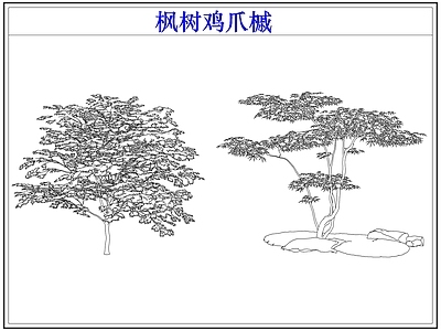 灌木种植 灌木红枫树鸡爪槭