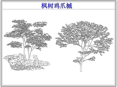灌木种植 灌木红枫树鸡爪槭