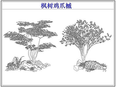 灌木种植 灌木红枫树鸡爪槭
