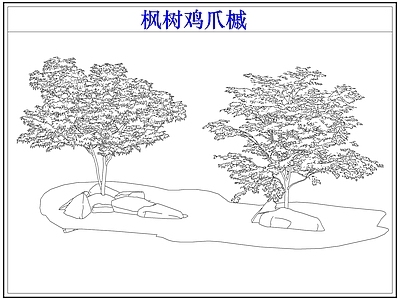 灌木种植 灌木红枫树鸡爪槭