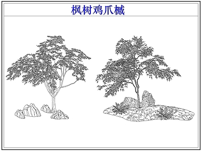灌木种植 灌木红枫树鸡爪槭