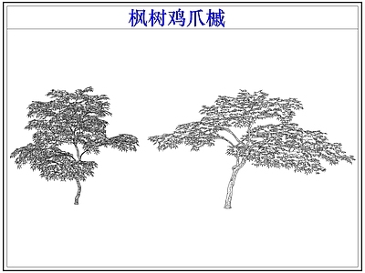 灌木种植 灌木红枫树鸡爪槭