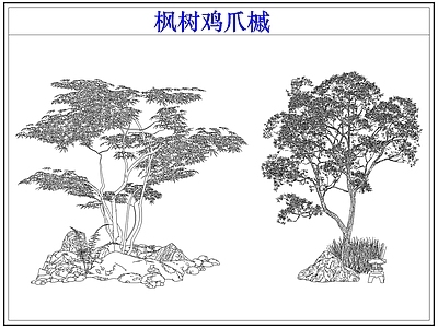 灌木种植 灌木红枫树鸡爪槭