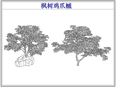 灌木种植 灌木红枫树鸡爪槭