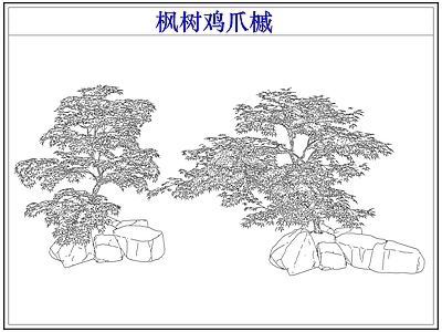 灌木种植 灌木红枫树鸡爪槭