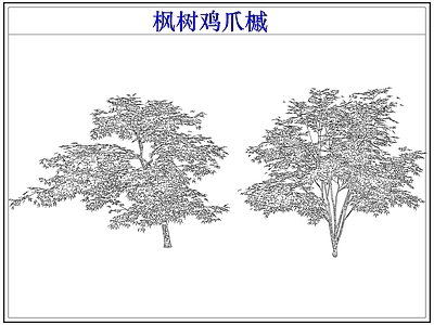 灌木种植 灌木红枫树鸡爪槭