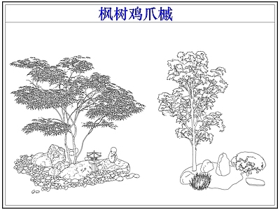 灌木种植 灌木红枫树鸡爪槭