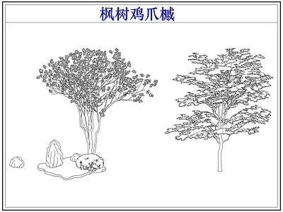 灌木种植 灌木红枫树鸡爪槭