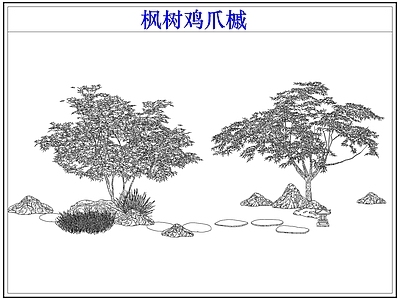 灌木种植 灌木红枫树鸡爪槭