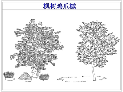 灌木种植 灌木红枫树鸡爪槭