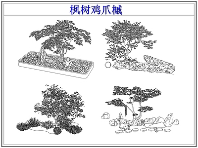 灌木种植 灌木红枫树鸡爪槭