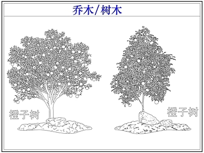 乔木种植 乔木树木果树 橙子树