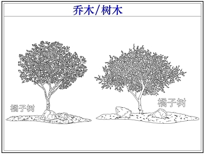 乔木种植 乔木树木果树 橘子树