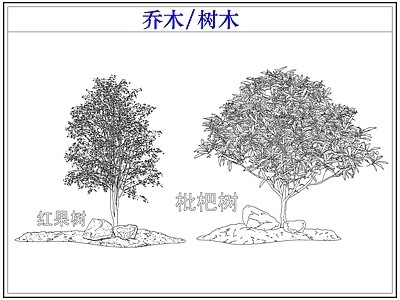 乔木种植 乔木树木果树 枇杷树 红果树