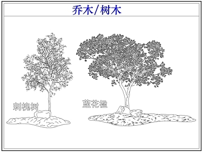 乔木种植 乔木树木果树 蓝花楹