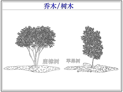 乔木种植 乔木树木果树 苹果树