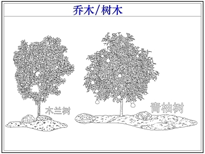 乔木种植 乔木树木果树 木兰树 青柚树