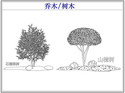 乔木种植 乔木树木果树 山楂树 石榴树