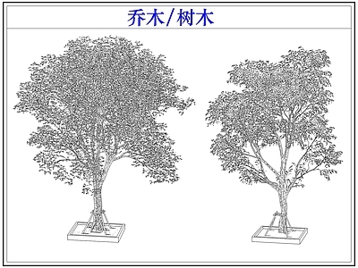 乔木种植 乔木树木行道树