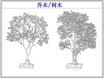 乔木种植 乔木树木行道树