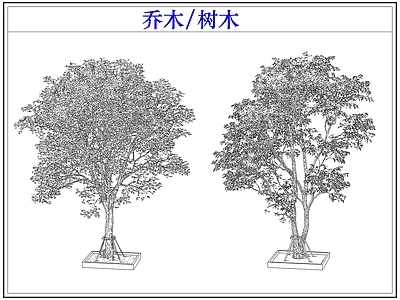 乔木种植 乔木树木行道树