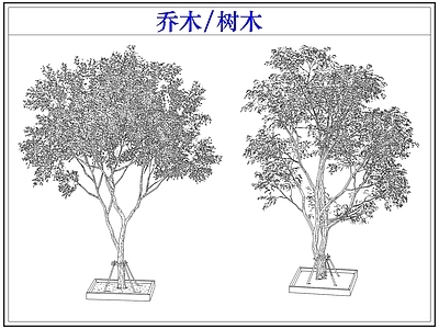 乔木种植 乔木树木行道树