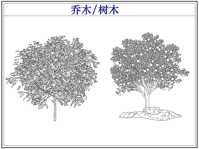 乔木种植 乔木树木行道树