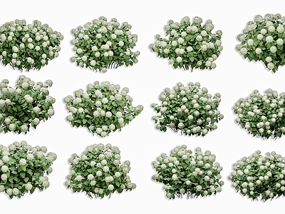 花境 山茶花 绣球花 香雪球 芍药花 户外花卉花草灌木