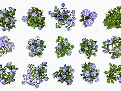 花境 大叶绣球花 蓝色绣球花 道路绿化绣球花 植物花卉花草组合 户外灌木绣球