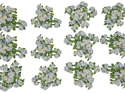 花境 户外绣球花 香雪球 花草花卉灌木 户外景观花草花卉 小型灌木花卉