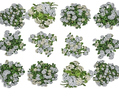 草本植物 户外绣球花 香雪球 花卉花草 草本植物灌木 绣球花