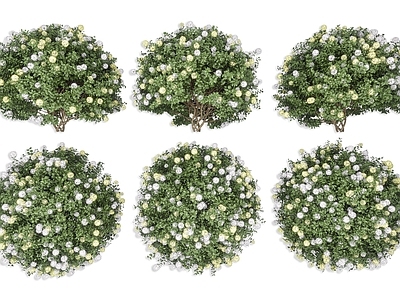 草本植物 绣球花 灌木绿植花卉 白色绣球花 白色山茶花 灌木白色开花植物