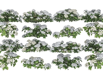 花境 绣球花 白色绣球花 木绣球 八仙花 紫阳花
