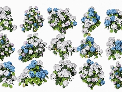 法式花境 绣球花 白色绣球花 八仙花 紫阳花 木绣球