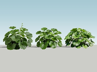现代主义草本植物 2D大吴风草 大吴风草 花境植物 花草 地被植物
