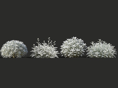 极简花境 2D芙蓉菊 天山蜡菊 灰白叶花境植物 花境植物 芙蓉菊