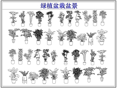 绿植 绿植盆栽盆景
