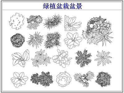 绿植 绿植盆栽盆景