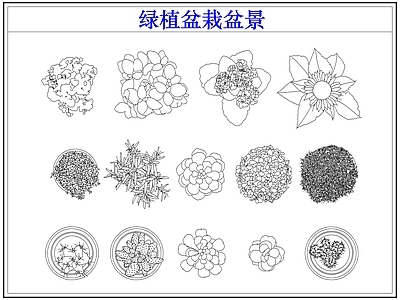 绿植 绿植盆栽盆景