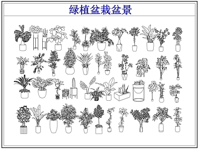 绿植 绿植盆栽盆景