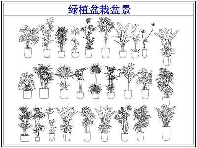 绿植 绿植盆栽盆景