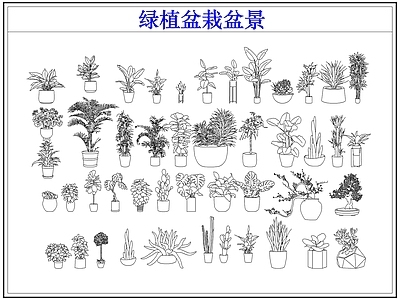 绿植 绿植盆栽盆景