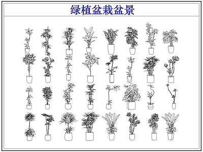 绿植 绿植盆栽盆景