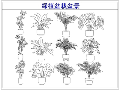 绿植 绿植盆栽盆景