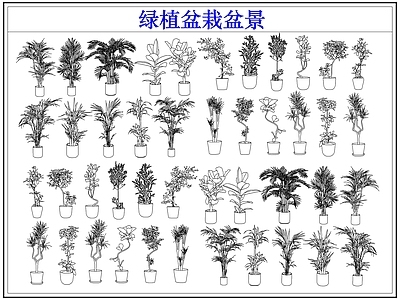 绿植 绿植盆栽盆景