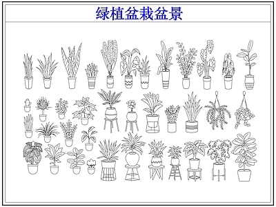 绿植 绿植盆栽盆景