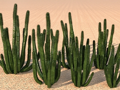 null沙漠植物